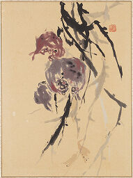 branch of fruiting pomegranate